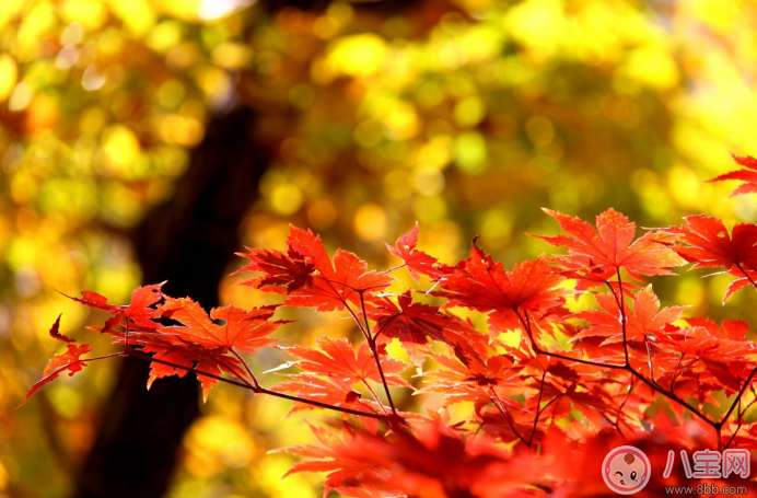 秋季進補需注意 孕婦秋天這幾種東西不能吃