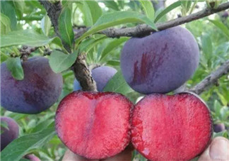 紅心李子孕婦可以吃嗎 孕婦最多能吃多少個紅李子