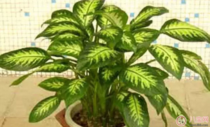 萬年青對孕婦有影響嗎 孕婦觸碰萬年青會有事嗎 萬年青對孕婦有影響嗎 孕婦觸碰萬年青會有事嗎