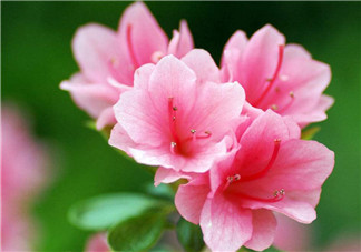 產后腰酸背痛的原因  如何緩解癥狀