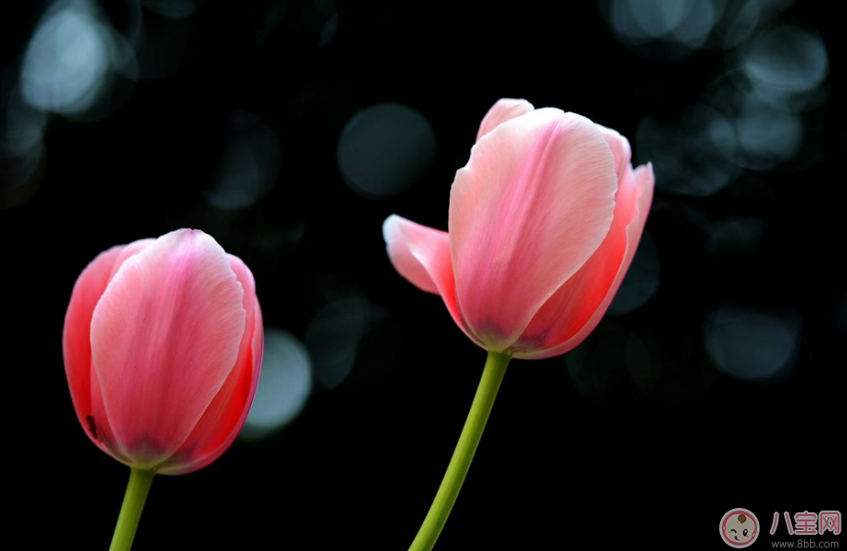 教師節(jié)送花只知道康乃馨怎么行 2017最適合送老師花推薦 教師節(jié)送花只知道康乃馨怎么行 2017最適合送老師花推薦