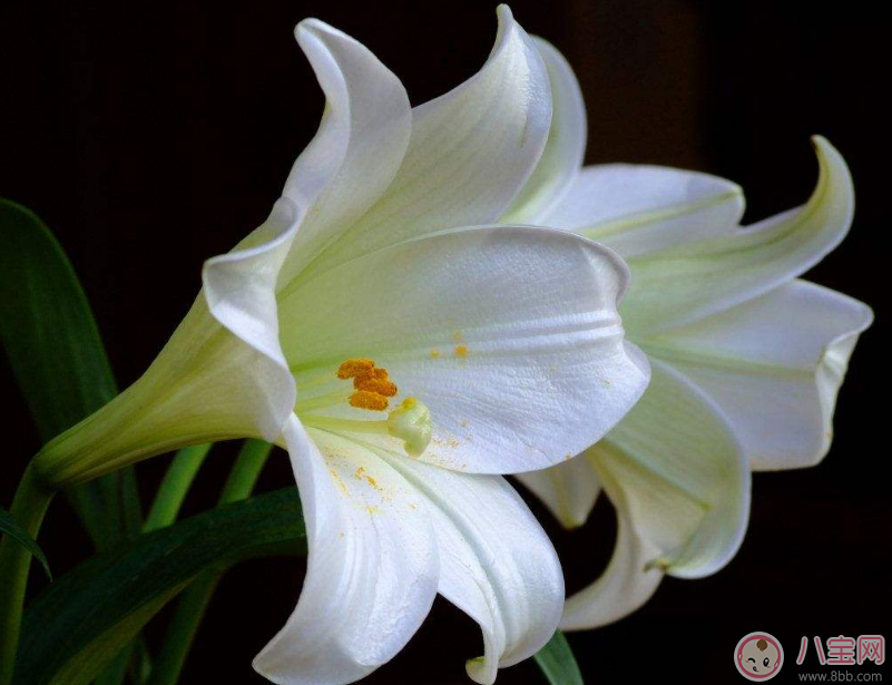 教師節(jié)送花只知道康乃馨怎么行 2017最適合送老師花推薦 教師節(jié)送花只知道康乃馨怎么行 2017最適合送老師花推薦