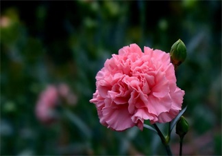 教師節送花只知道康乃馨怎么行 2017最適合送老師花推薦