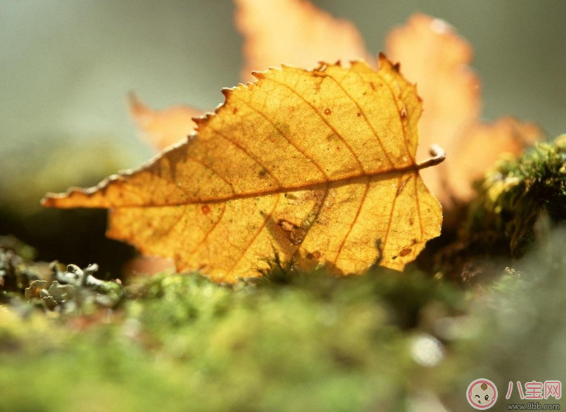 貼秋膘有什么技巧 貼秋膘注意事項 貼秋膘有什么技巧 貼秋膘注意事項
