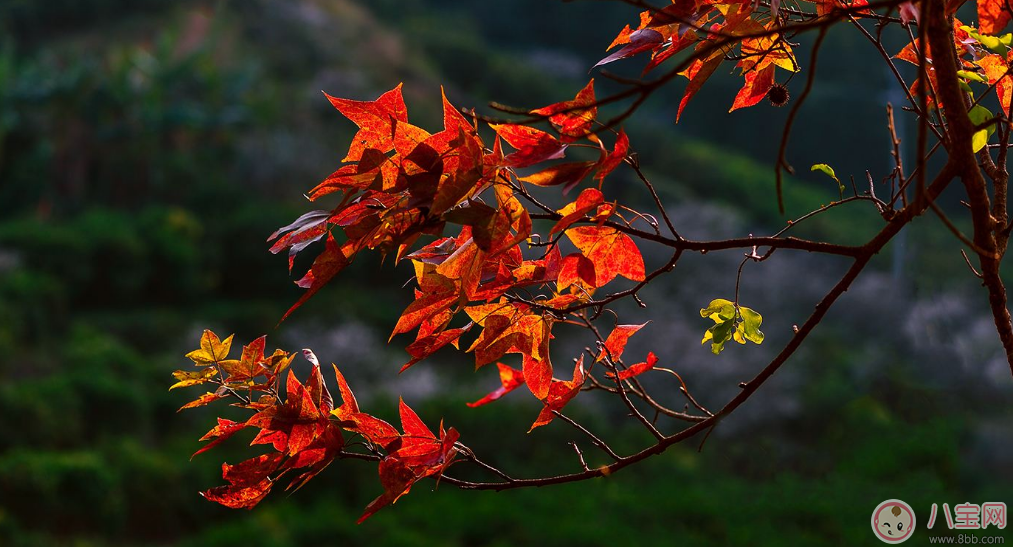 貼秋膘有什么技巧 貼秋膘注意事項 貼秋膘有什么技巧 貼秋膘注意事項