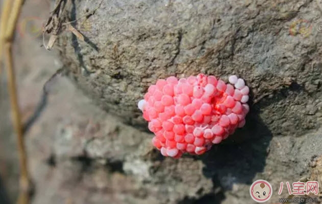 福壽螺不能吃 孕婦不能吃福壽螺(福壽螺與田螺的區(qū)別有哪些)