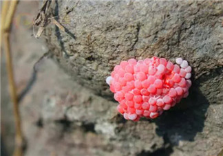 福壽螺不能吃 孕婦不能吃福壽螺(福壽螺與田螺的區別有哪些)