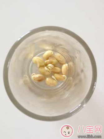 夏季帶孩子養植物養什么植物好 和孩子養植物成長快 夏季帶孩子養植物養什么植物好 和孩子養植物成長快