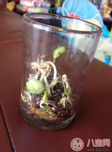 夏季帶孩子養植物養什么植物好 和孩子養植物成長快 夏季帶孩子養植物養什么植物好 和孩子養植物成長快