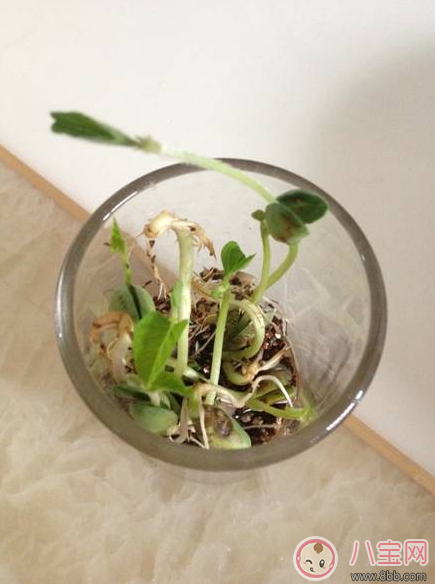 夏季帶孩子養植物養什么植物好 和孩子養植物成長快 夏季帶孩子養植物養什么植物好 和孩子養植物成長快