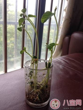 夏季帶孩子養植物養什么植物好 和孩子養植物成長快 夏季帶孩子養植物養什么植物好 和孩子養植物成長快