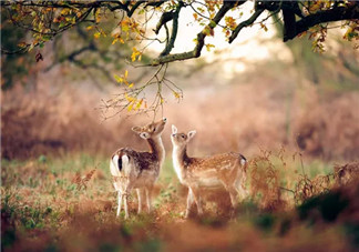 孕晚期胎教故事 神奇的蘑菇桌